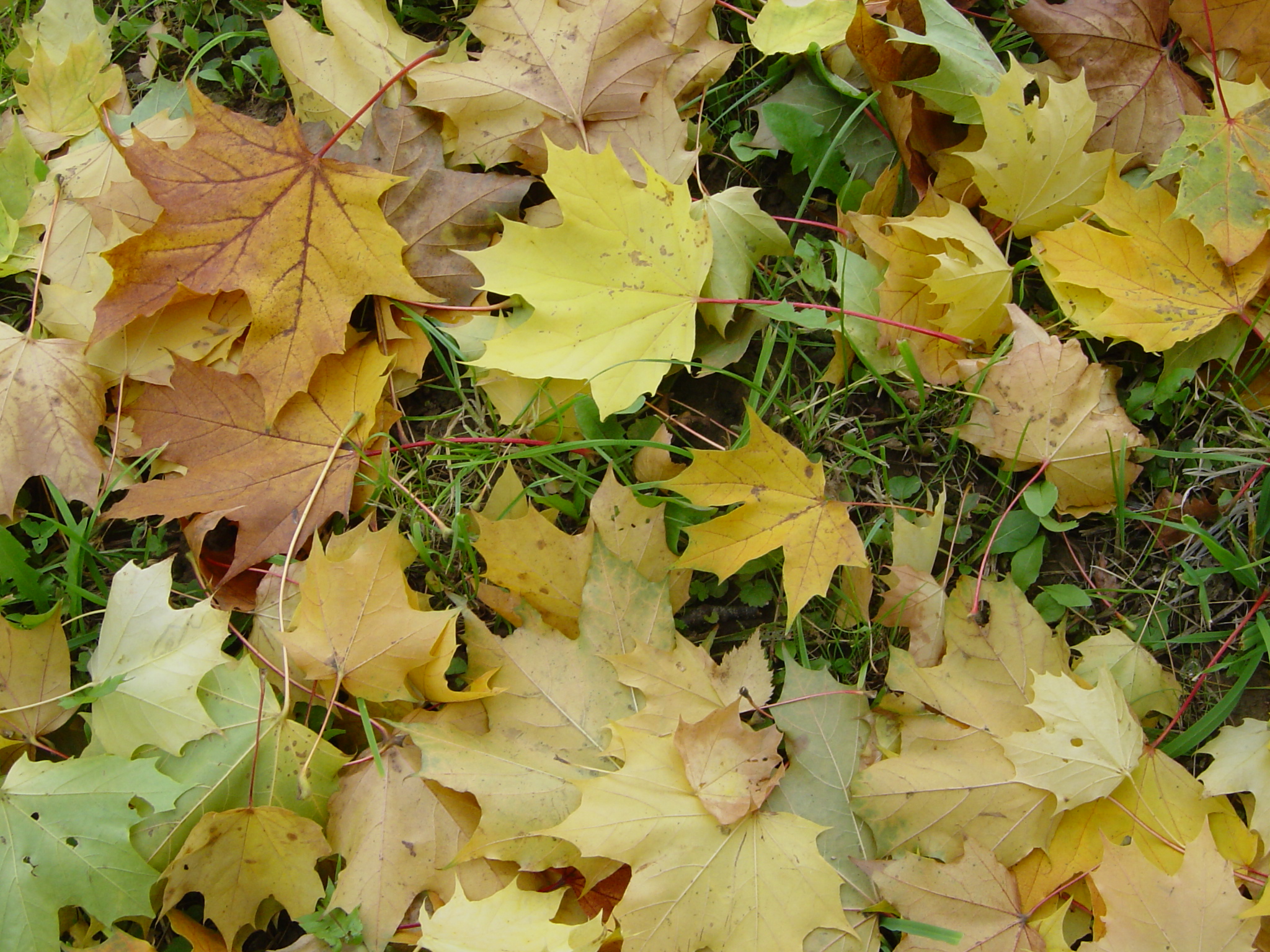 Herbststimmung_02