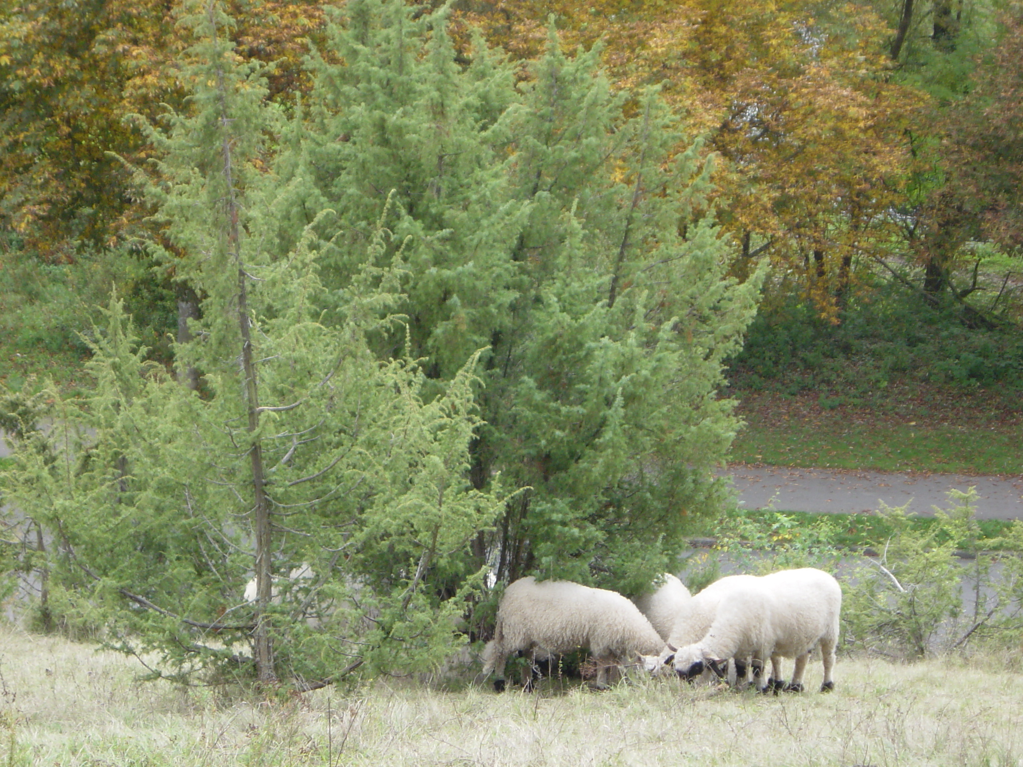 Wacholderheide_01
